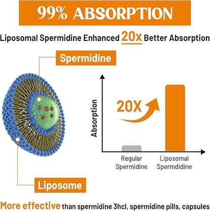 30mg Spermidine Supplement, Liposomal Spermidine, High Absorption, More Potent Than Spermidine 3HCL, Fermented Wheat Germ Extract, Spermidine for Women & Men, Cellular Renewal, Longevity, 240 Softgels